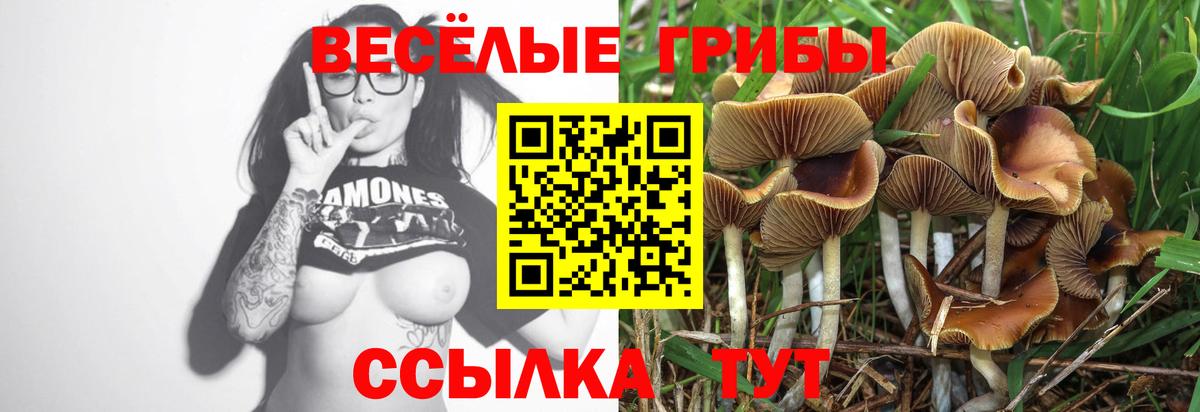 Псилоцибиновые грибы Psilocybine cubensis Горно-Алтайск